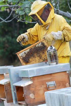 Beekeeper with smoker , beehives and honeycomb. Apiculture job.