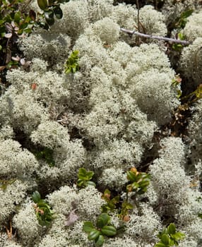 Reindeer lichen under natural conditions. View from above.