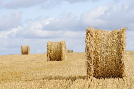 Straw Harvested Field