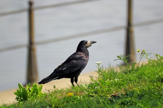 european crow (corvus frugilegus) standing in the green grass