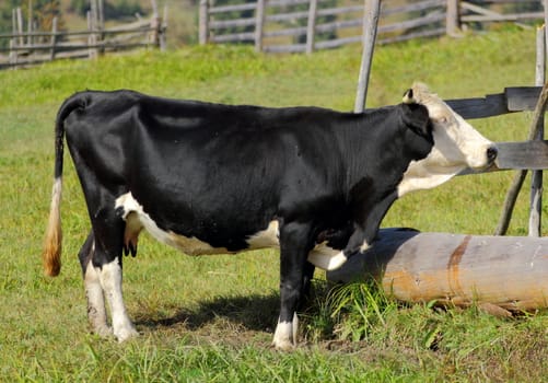 holstein searching for water at a spring