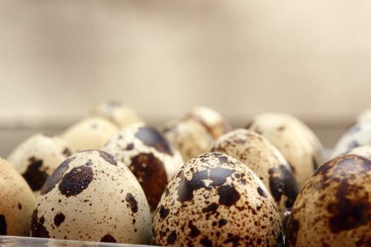 quail eggs at the farm