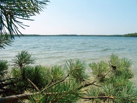  The beautiful wild nature landscape, lake in the pine woods