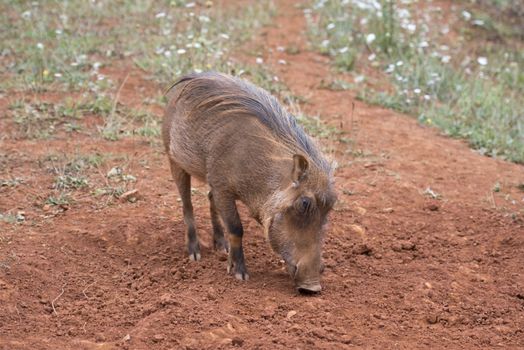 Closeup from a warthog gracing in his natural habitat