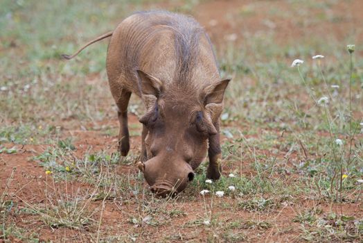 Closeup from a warthog gracing in his natural habitat