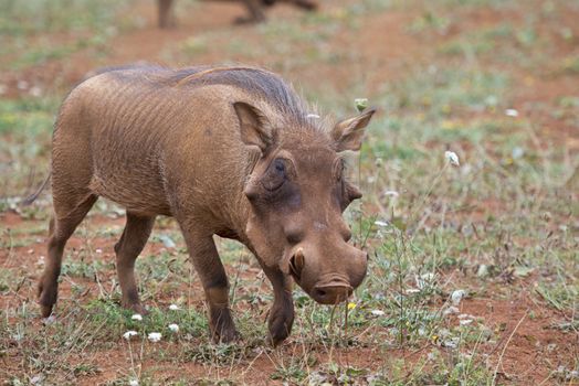 Closeup from a warthog gracing in his natural habitat