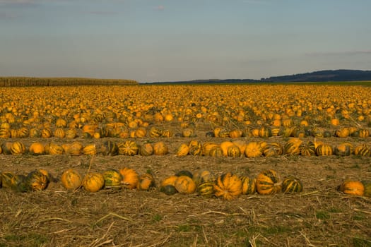 A pumpkin field on a sunny evening in the autumn