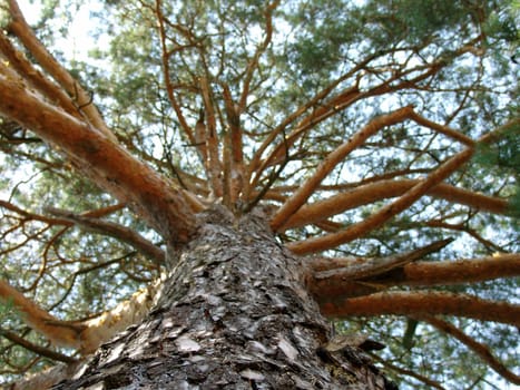 The large pine tree with beautiful branches, macro photography