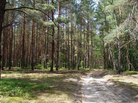  The sandy dirt road in a wild woods