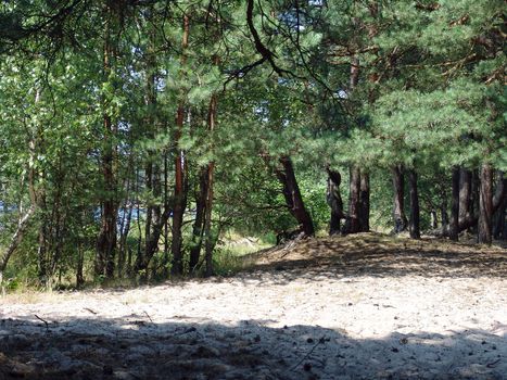 The woods sandy beach, beautiful wild nature landscape
