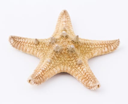 Sea star isolated on white background. Close up