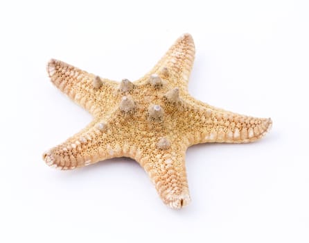 Sea star isolated on white background. Close up