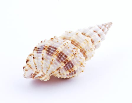 Sea shell isolated on white background. Close up