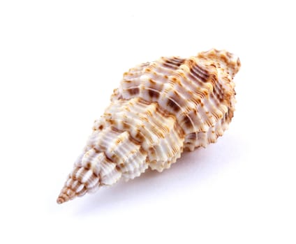 Sea shell isolated on white background. Close up