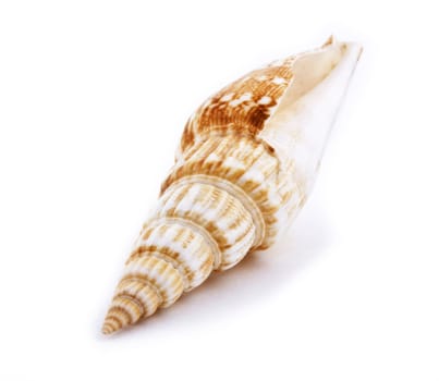 Sea shell isolated on white background. Close up