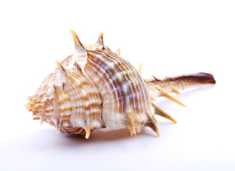 Sea shell isolated on white background. Close up