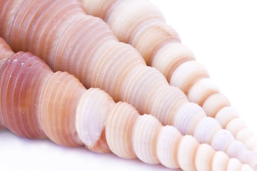 Sea shell nature background. Close up. Marine theme.