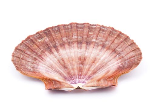 Sea shell isolated on white background. Close up