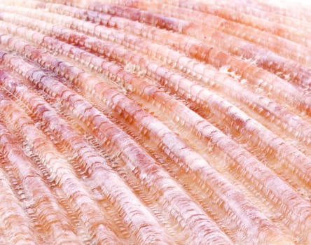 Sea shell nature background. Close up. Marine theme.