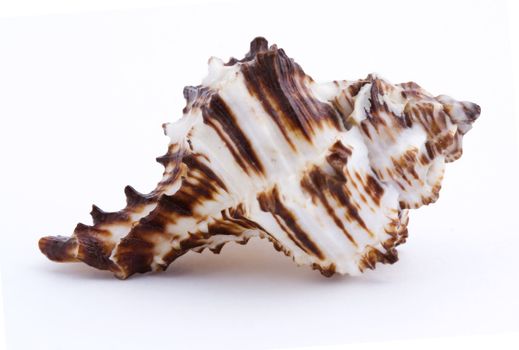 Sea shell isolated on white background. Close up