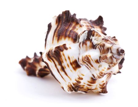 Sea shell isolated on white background. Close up