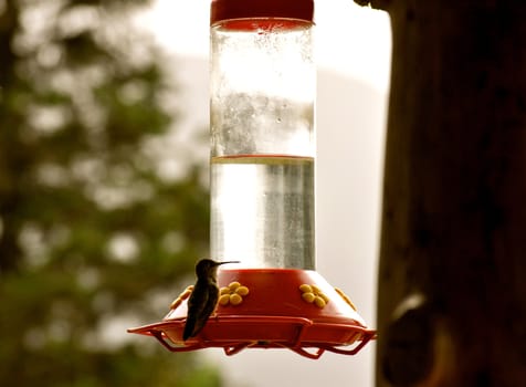 Hummingbird waits on perch