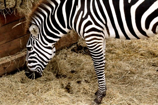 Zebra eats