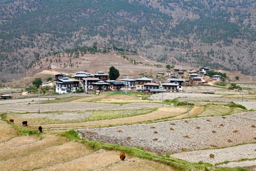 bhutanese village at punakha with chimi lhakhang temple in the backgroun