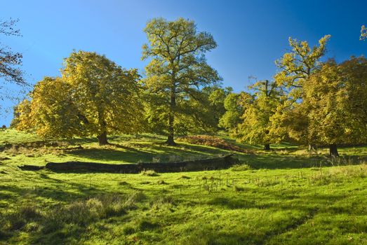 The English trees in early Waless autumn