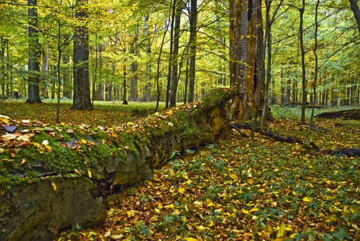 Lying tree in a hornbeam forest in fall morning