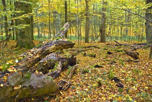 Lying tree in a hornbeam forest in fall