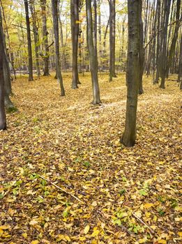 The old hornbeam forest in falls morning