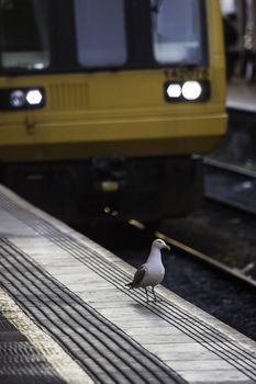 Gulls foraging for food amongst the rubbish discarded on railway tracks at a station with the train pulled in alongside them