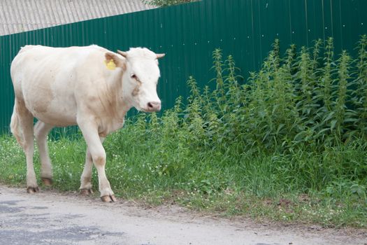 The calf is on the street of the village street shooting