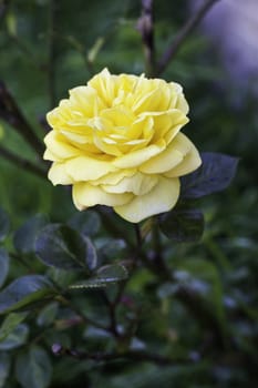 Single beautiful yellow rose blooming on a bush outdoors with copyspace