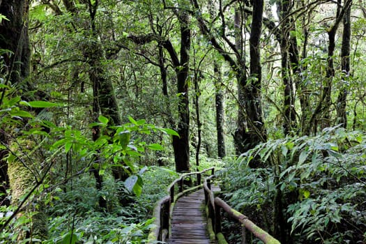 beautiful rain forest at doi inthanon national park, chiang mai, thailand