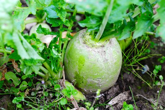 Chinese white radish growing in the field
