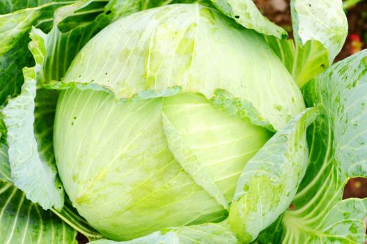 Growing cabbage in the field
