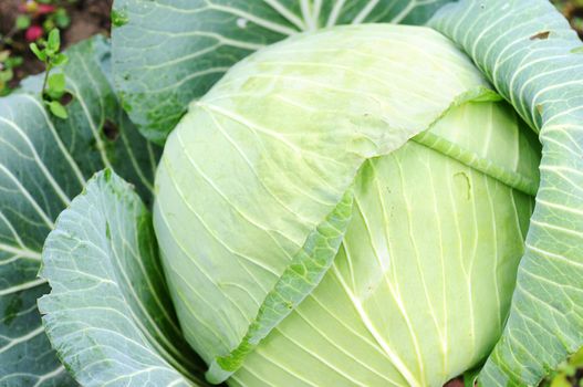 Growing cabbage in the field