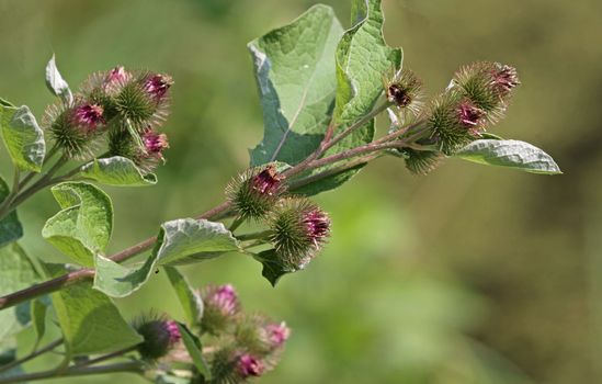 A blooming lesser burdock (Arctium minus) plant with burs on full display.  Shot in Southern Ontario, Canada.