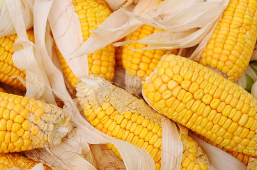 Golden corn cobs in the autumn