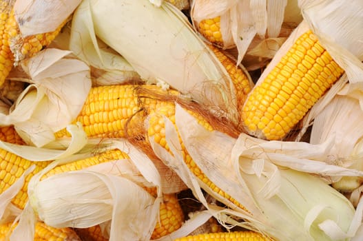 Golden corn cobs in the autumn