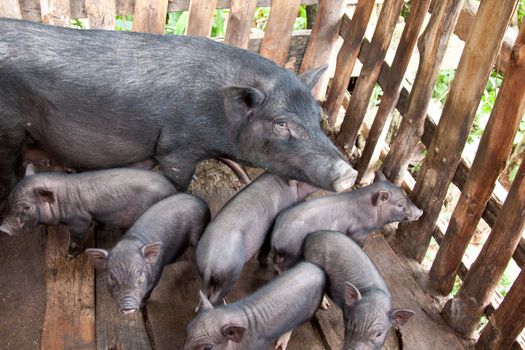 native sow and piglets