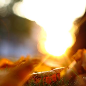  golden leaves on last green grass