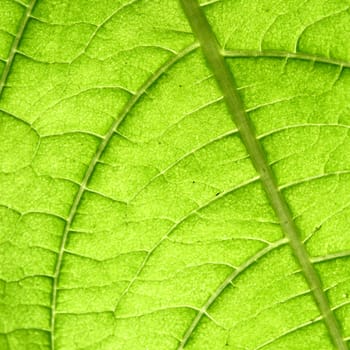 green leaf vein macro close up