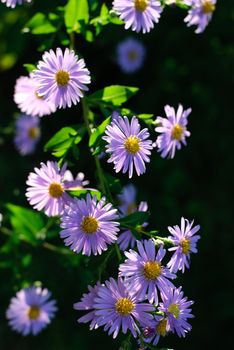 violet flowers