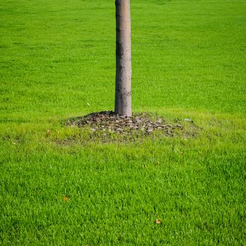 Tree trunk with green grass background. Closeup