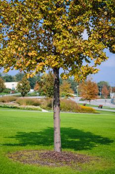 Autumn tree and green grass in the park