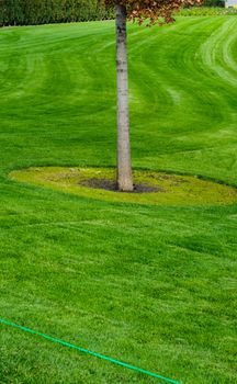 Tree trunk with green grass background. Closeup