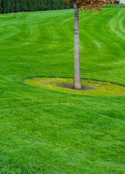 Tree trunk with green grass background. Closeup